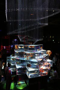 アートアクアリウム1048